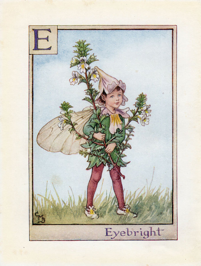 Eyebright Flower Fairy Vintage Print c1940 Cicely Barker Alphabet Letter E