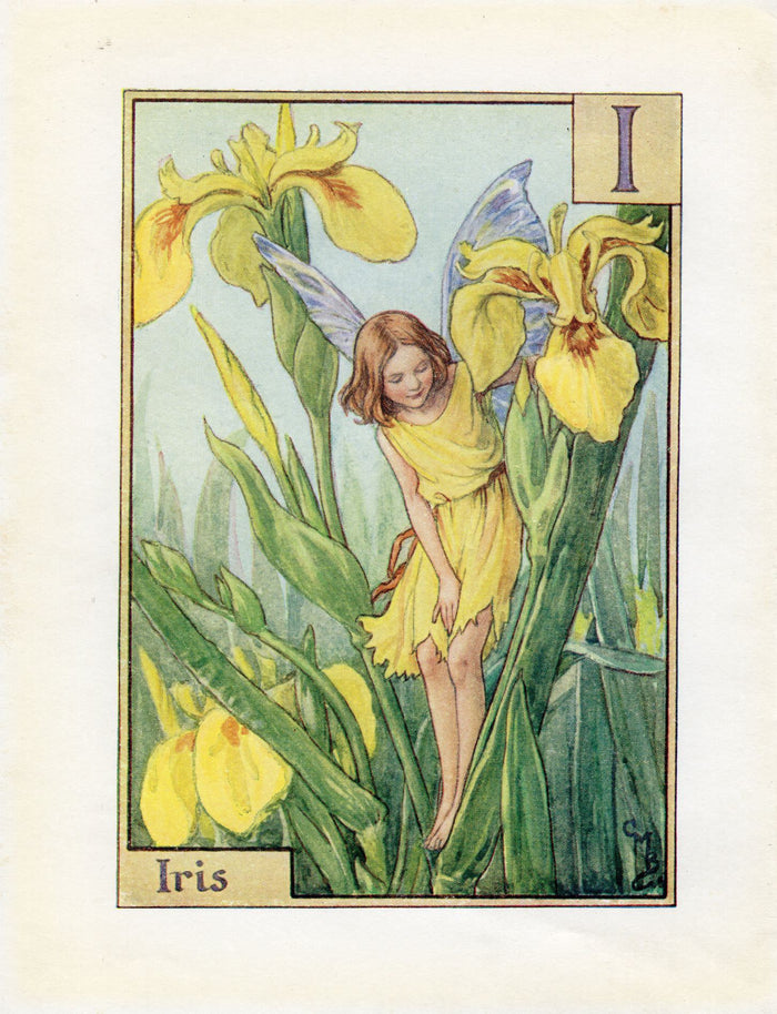 Iris Flower Fairy Vintage Print c1940 Cicely Barker Alphabet Letter I