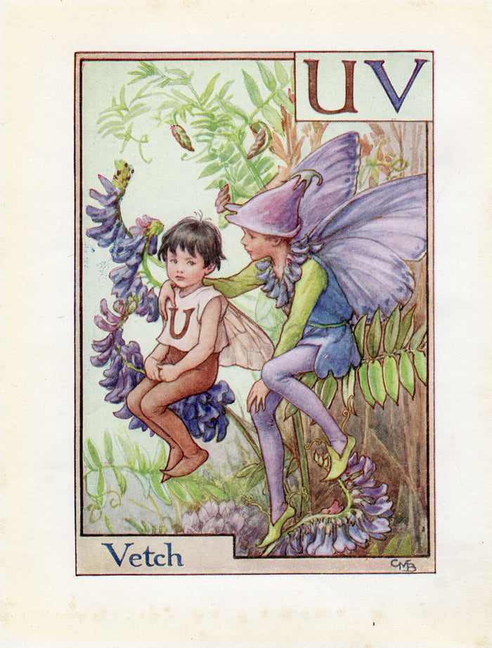 Vetch Flower Fairy Vintage Print c1940 Cicely Barker Alphabet Letter U-V