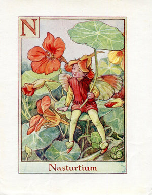 Nasturtium Flower Fairy Vintage Print c1940 Cicely Barker Alphabet Letter N Book Plate A032
