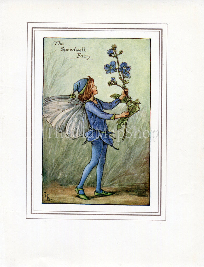 Speedwell Flower Fairy 1930's Vintage Print Cicely Barker Spring Book Plate SP043