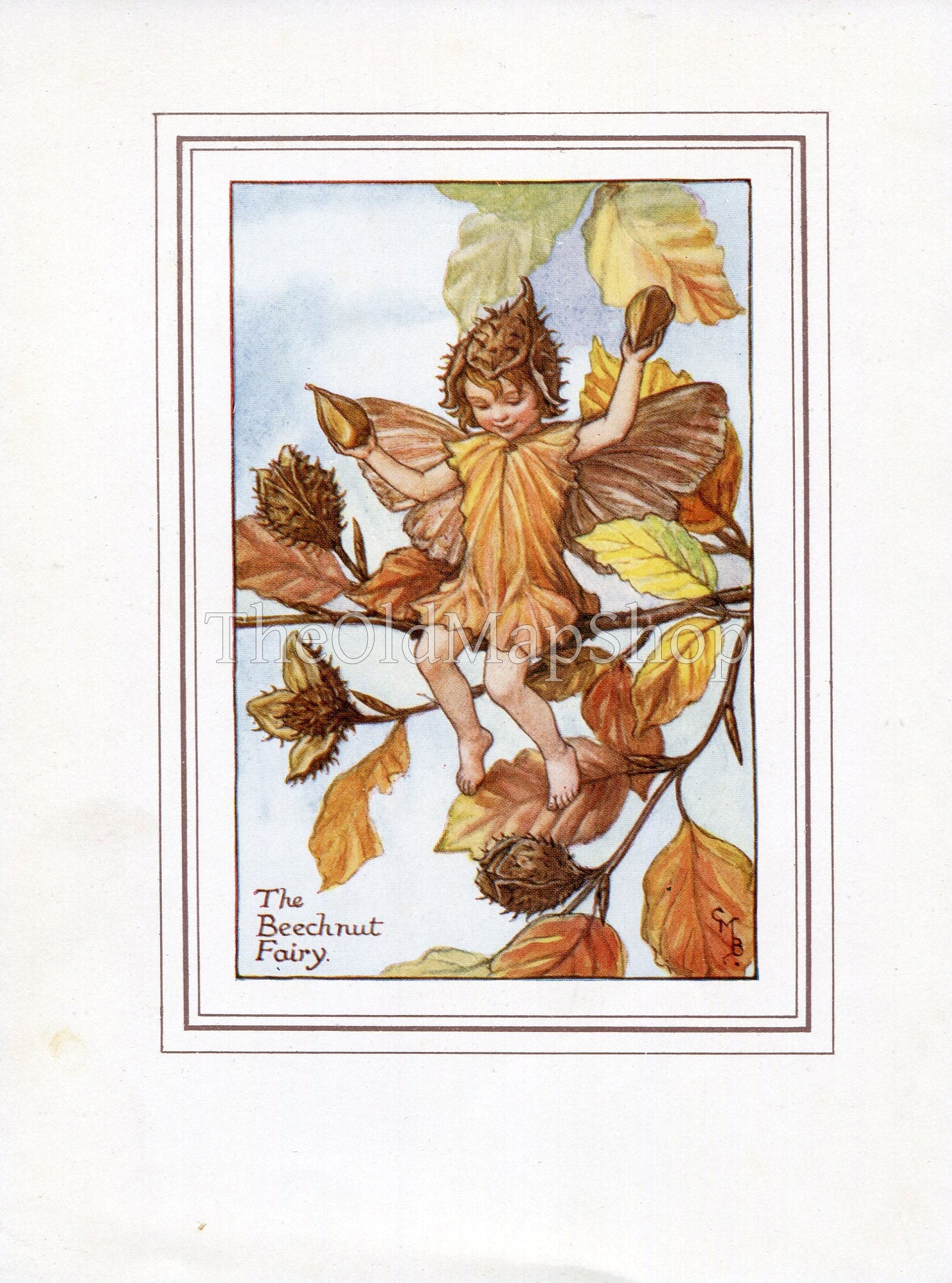 Beechnut Flower Fairy 1930's Vintage Print Cicely Barker Autumn Book Plate A042