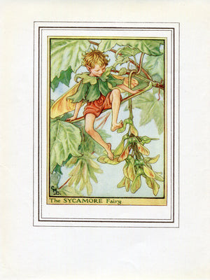 Sycamore Flower Fairy 1950's Vintage Print Cicely Barker Trees Book Plate T025