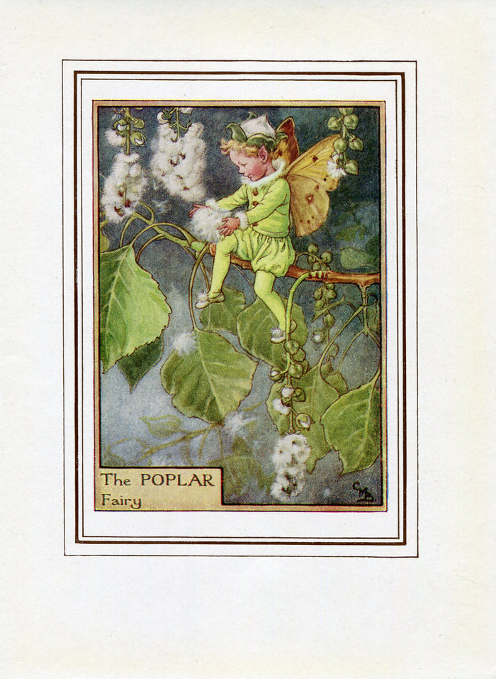 Poplar Flower Fairy 1950's Vintage Print Cicely Barker Trees Book Plate T035