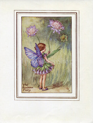 Scabious Flower Fairy 1930's Vintage Print Cicely Barker Summer Book Plate S040