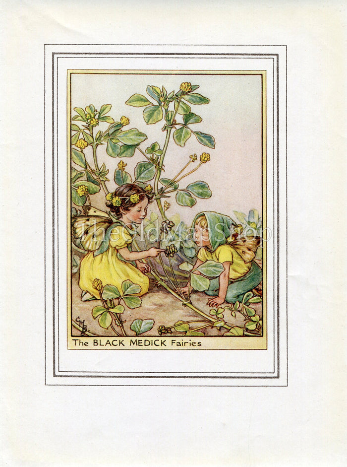 Black Medick Flower Fairy 1950's Vintage Print Cicely Barker Wayside Book Plate W024