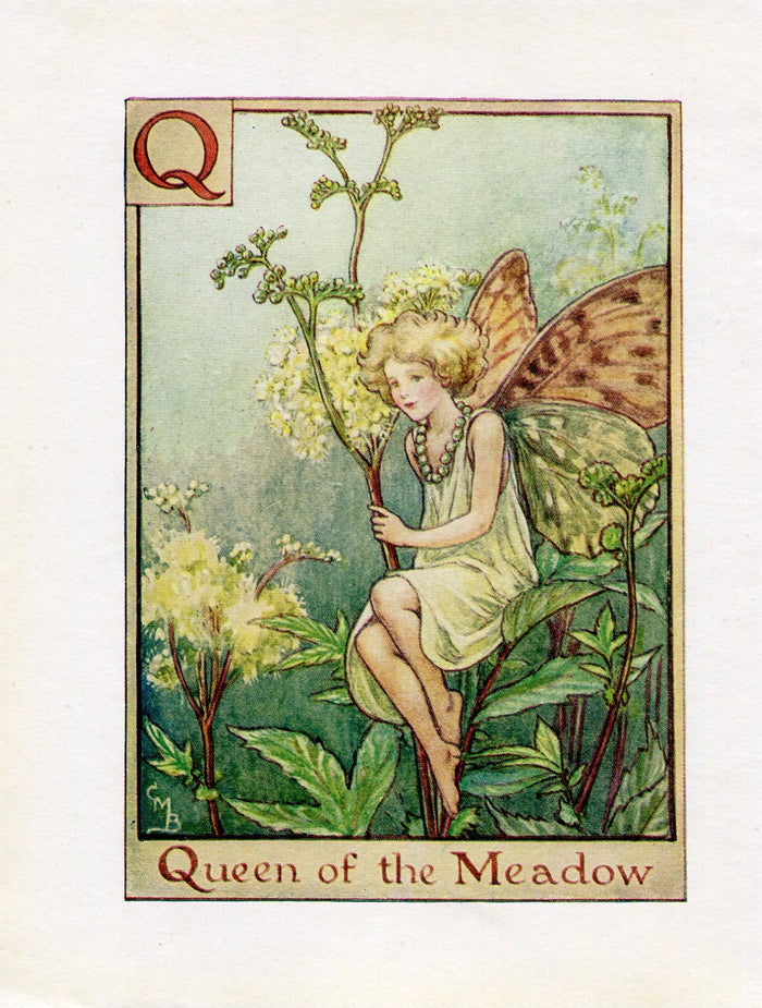 Queen of the Meadow Flower Fairy Vintage Print c1940 Cicely Barker Alphabet Letter Q Book Plate A040