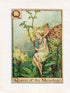 Queen of the Meadow Flower Fairy Vintage Print c1940 Cicely Barker Alphabet Letter Q Book Plate A040