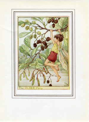 Alder Flower Fairy 1950's Vintage Print Cicely Barker Trees Book Plate T049