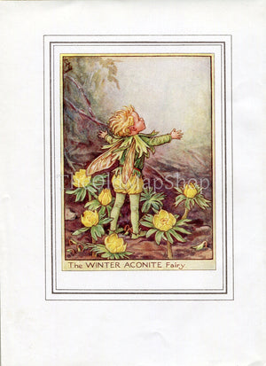 Winter Aconite Flower Fairy 1950's Vintage Print Cicely Barker Garden Book Plate G001