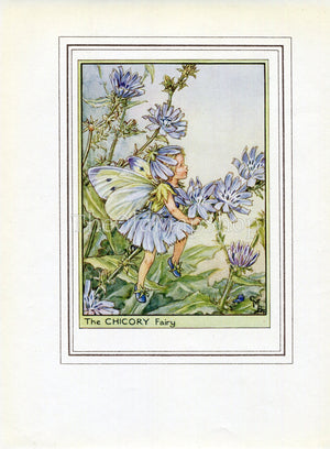 Chicory Flower Fairy 1950's Vintage Print Cicely Barker Wayside Book Plate W057
