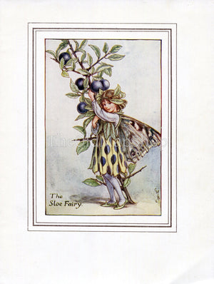 Sloe Flower Fairy 1930's Vintage Print Cicely Barker Autumn Book Plate A048