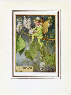 Poplar Flower Fairy 1950's Vintage Print Cicely Barker Trees Book Plate T034