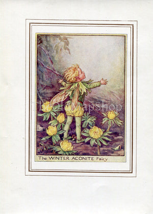 Winter Aconite Flower Fairy 1950's Vintage Print Cicely Barker Garden Book Plate G003