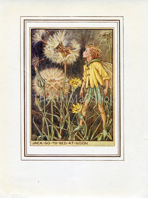 Jack-Go-To-Bed-At-Noon Flower Fairy 1950's Vintage Print Cicely Barker Wayside Book Plate W058