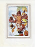 Beechnut Flower Fairy 1930's Vintage Print Cicely Barker Autumn Book Plate A041