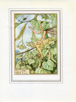 Lime Tree Flower Fairy 1950's Vintage Print Cicely Barker Trees Book Plate T028