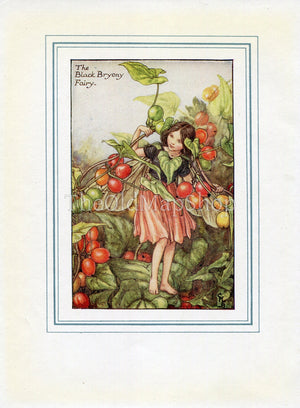 Black Bryony Flower Fairy 1930's Vintage Print Cicely Barker Autumn Book Plate A023