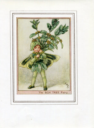 Box Tree Flower Fairy 1950's Vintage Print Cicely Barker Trees Book Plate T004