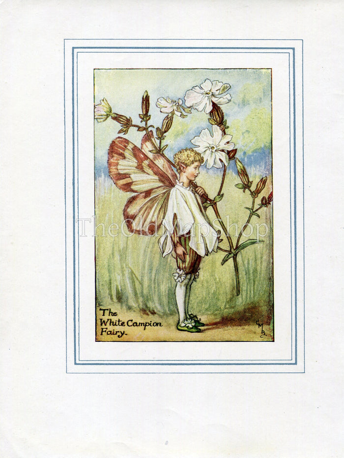 White Campion Flower Fairy 1930's Vintage Print Cicely Barker Summer Book Plate S029