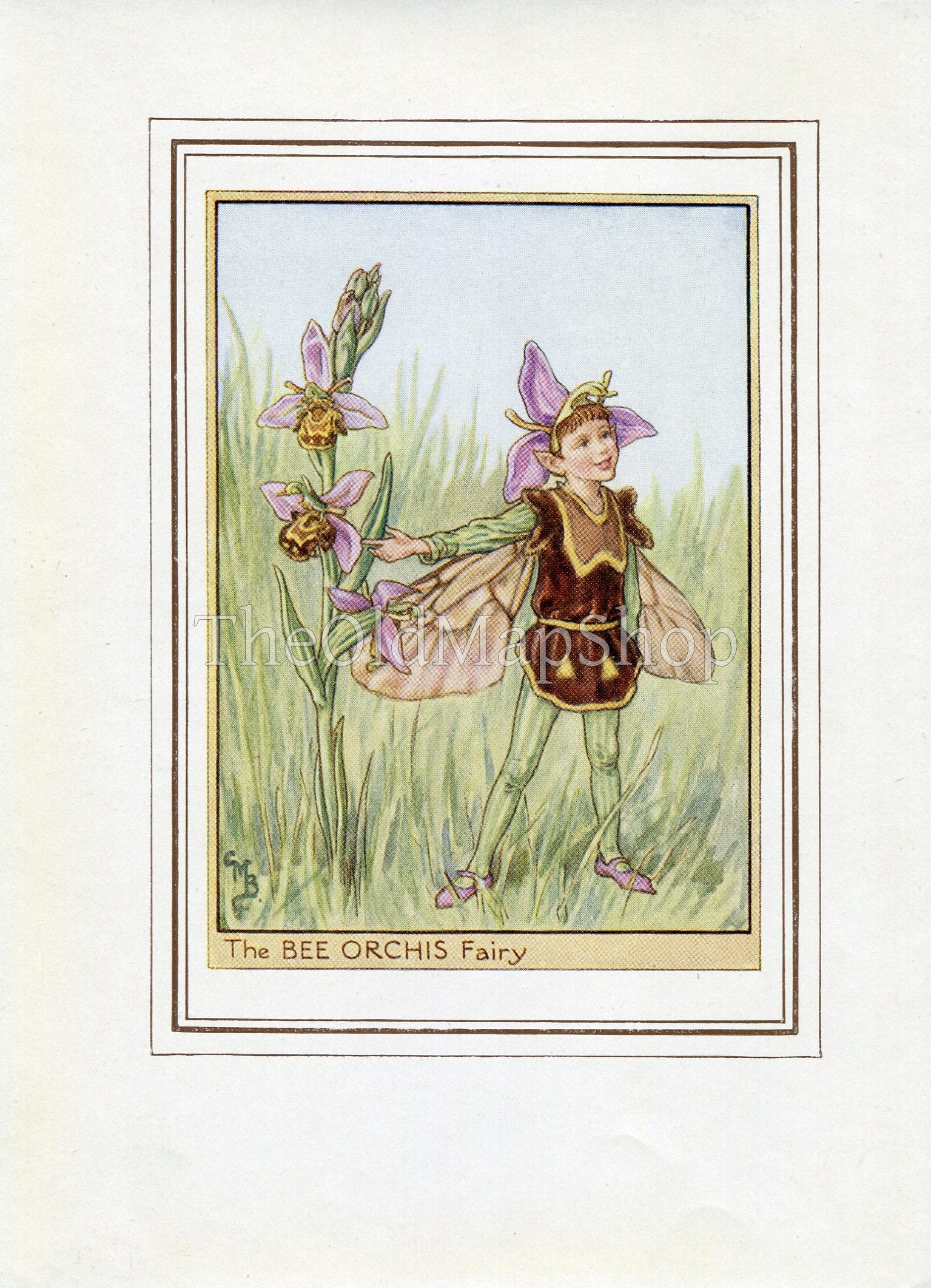 Bee Orchis Flower Fairy 1950's Vintage Print Cicely Barker Wayside Book Plate W027