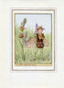 Bee Orchis Flower Fairy 1950's Vintage Print Cicely Barker Wayside Book Plate W027