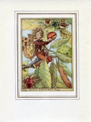 Sweet Chestnut Flower Fairy 1950's Vintage Print Cicely Barker Trees Book Plate T051