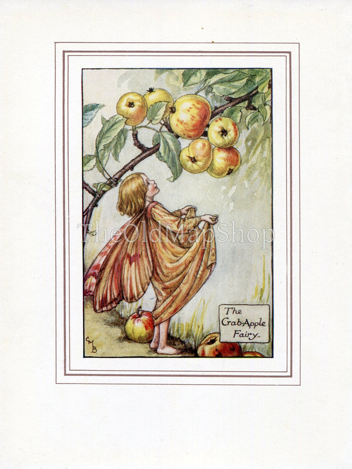 Crab-Apple Flower Fairy 1930's Vintage Print Cicely Barker Autumn Book Plate A035