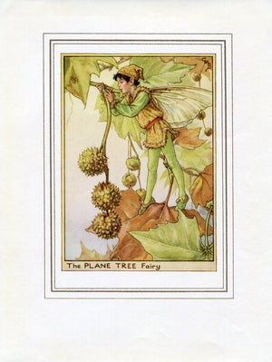 Plane Tree Flower Fairy 1950's Vintage Print Cicely Barker Trees Book Plate T058