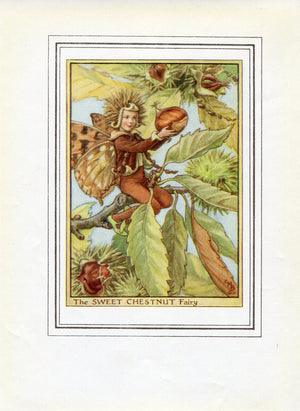 Sweet Chestnut Flower Fairy 1950's Vintage Print Cicely Barker Trees Book Plate T052