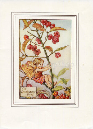 Spindle Berry Flower Fairy 1930's Vintage Print Cicely Barker Autumn Book Plate A039