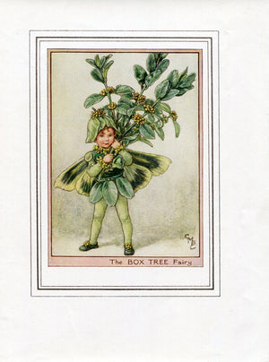 Box Tree Flower Fairy 1950's Vintage Print Cicely Barker Trees Book Plate T003