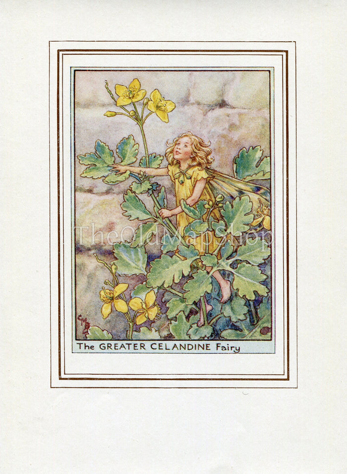 Greater Celandine Flower Fairy 1950's Vintage Print Cicely Barker Wayside Book Plate W006