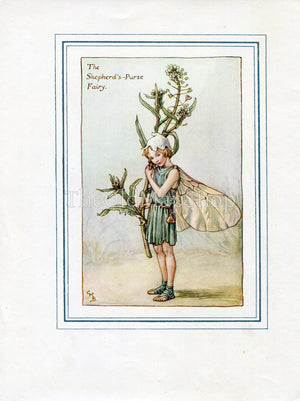 Shepherd's-Purse Flower Fairy 1930's Vintage Print Cicely Barker Spring Book Plate SP024