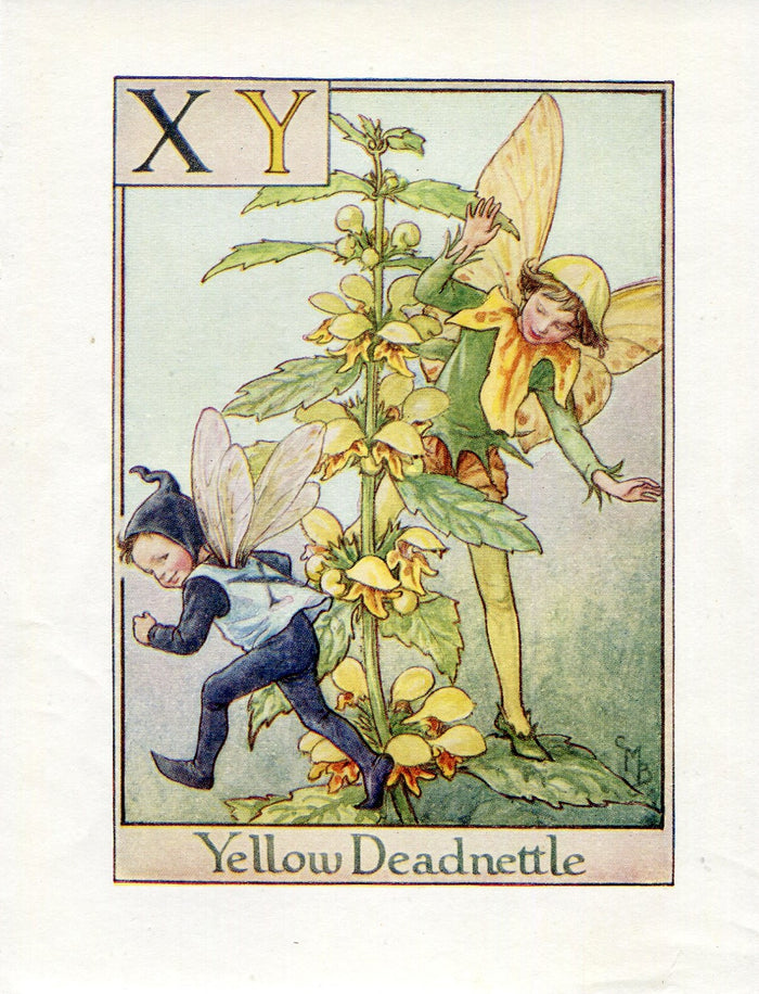 Yellow Deadnettle Flower Fairy Vintage Print c1940 Cicely Barker Alphabet Letter X Y Book Plate A055