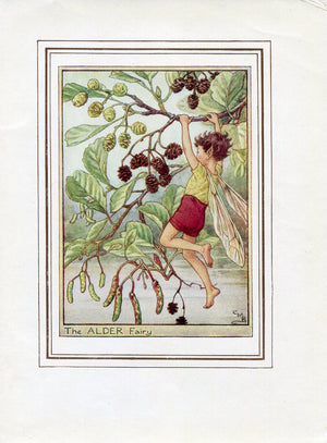 Alder Flower Fairy 1950's Vintage Print Cicely Barker Trees Book Plate T050