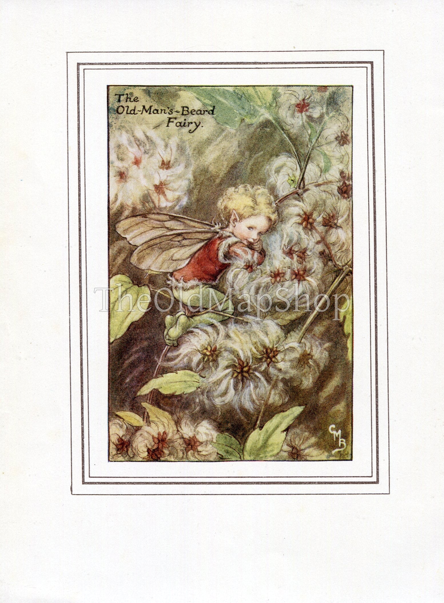 Old-Man's-Beard Flower Fairy 1930's Vintage Print Cicely Barker Autumn Book Plate A051