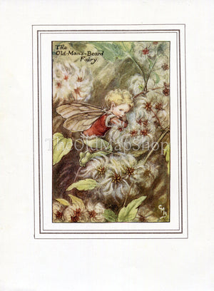 Old-Man's-Beard Flower Fairy 1930's Vintage Print Cicely Barker Autumn Book Plate A051