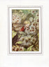 Old-Man's-Beard Flower Fairy 1930's Vintage Print Cicely Barker Autumn Book Plate A051