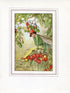 Nightshade Berry Flower Fairy 1930's Vintage Print Cicely Barker Autumn Book Plate A028