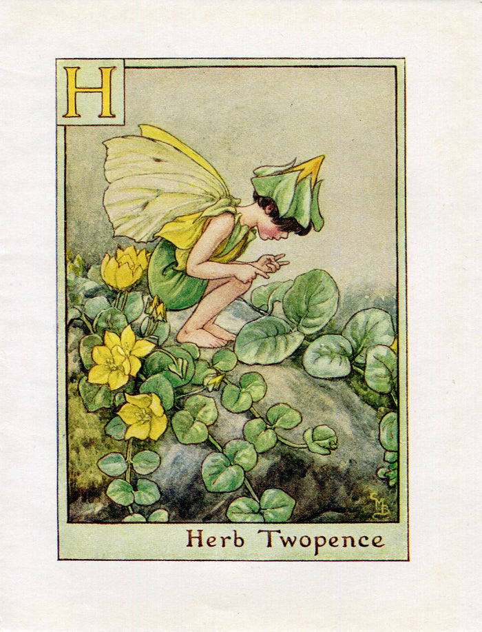 Herb Twopence Flower Fairy Vintage Print c1940 Cicely Barker Alphabet Letter H Book Plate A020