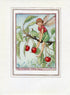 Cherry Tree Flower Fairy 1950's Vintage Print Cicely Barker Trees Book Plate T032