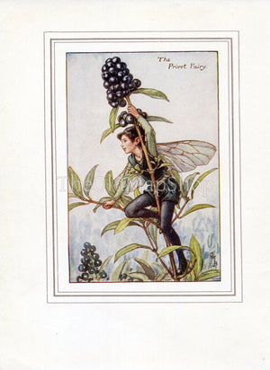 Privet Flower Fairy 1930's Vintage Print Cicely Barker Autumn Book Plate A045