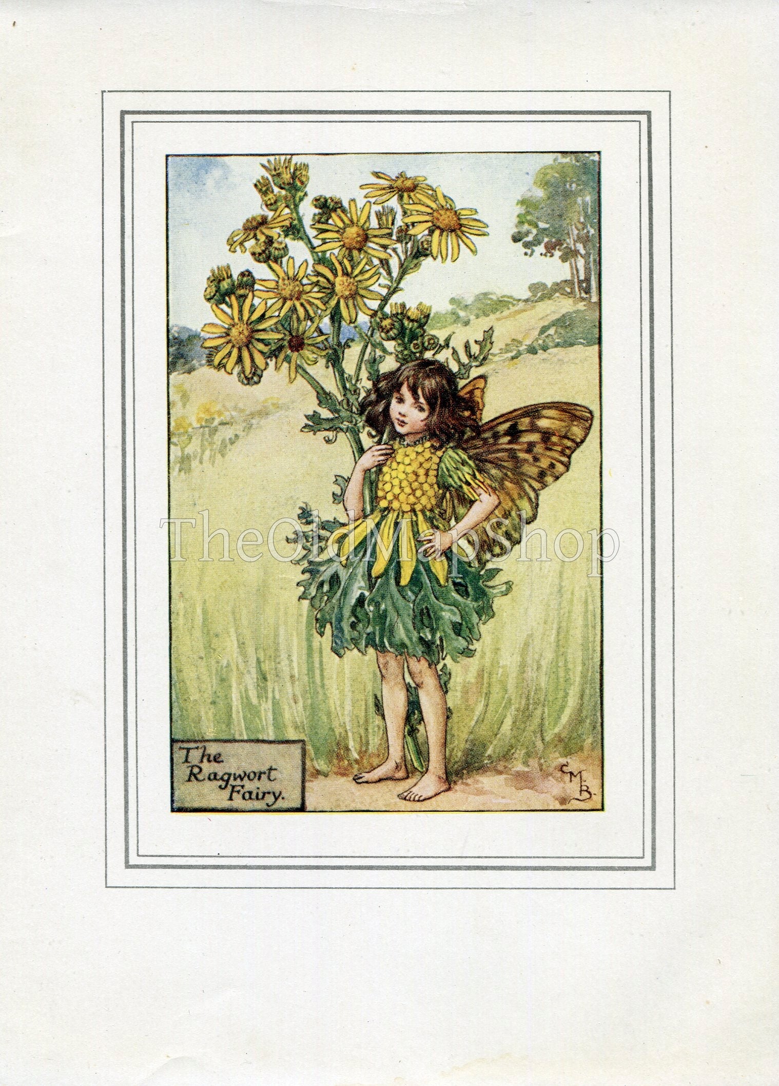 Ragwort Flower Fairy 1930's Vintage Print Cicely Barker Summer Book Plate S059