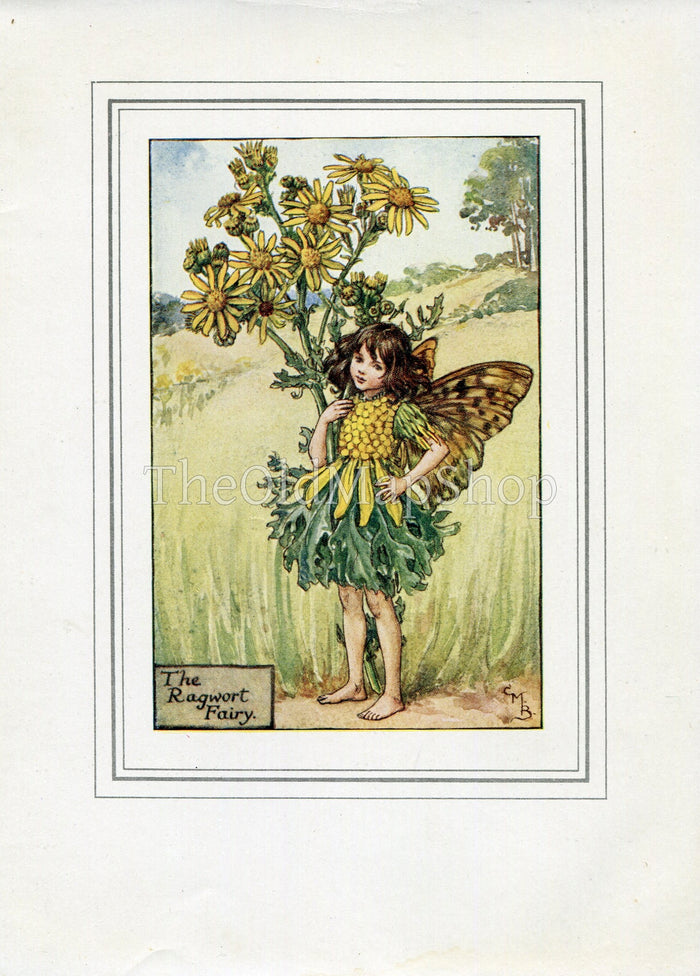 Ragwort Flower Fairy 1930's Vintage Print Cicely Barker Summer Book Plate S059