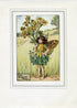 Ragwort Flower Fairy 1930's Vintage Print Cicely Barker Summer Book Plate S059