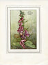 Foxglove Flower Fairy 1930's Vintage Print Cicely Barker Summer Book Plate S011