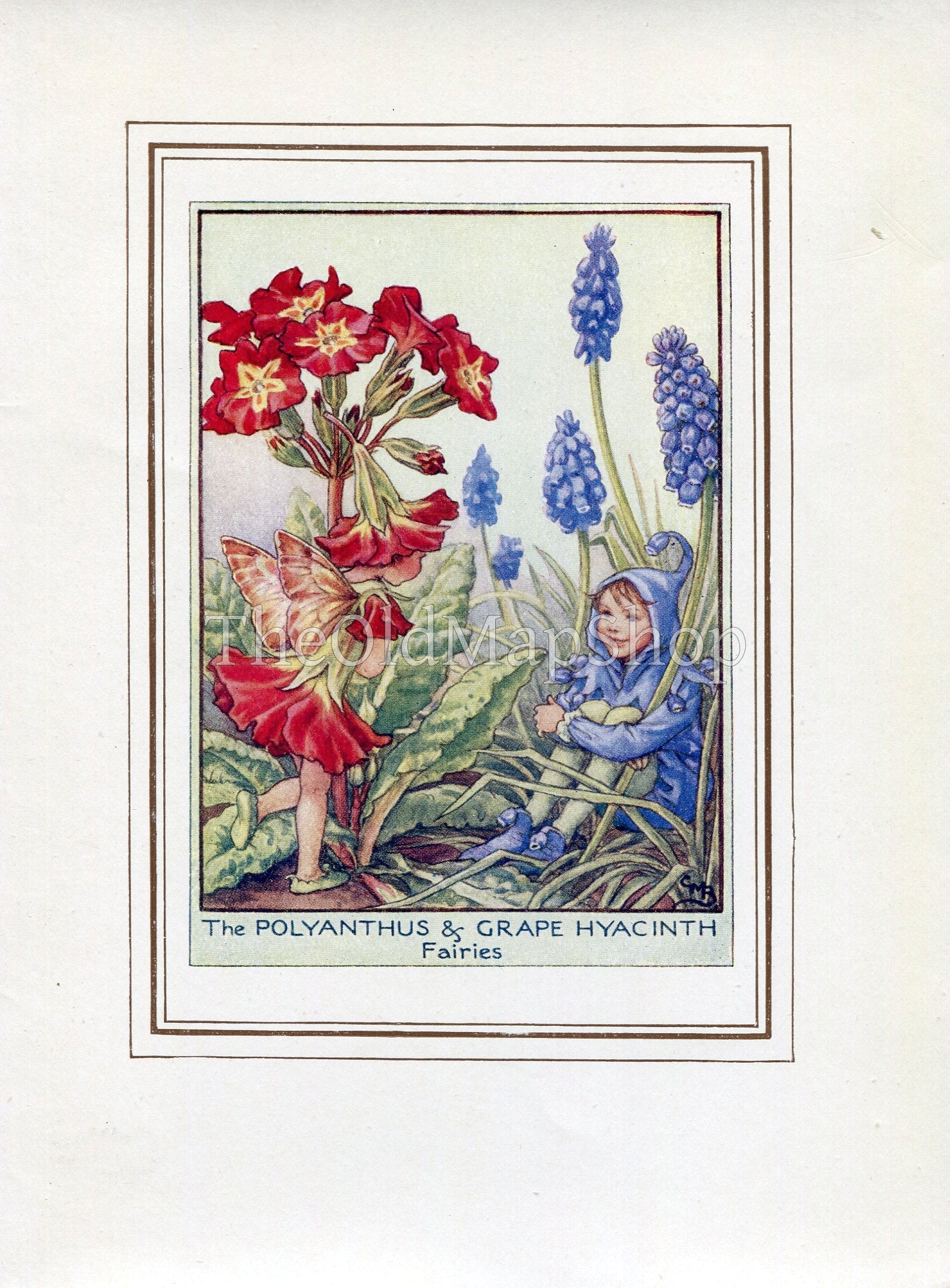 Polyanthus & Grape Hyacinth Flower Fairy 1950's Vintage Print Cicely Barker Garden Book Plate G010