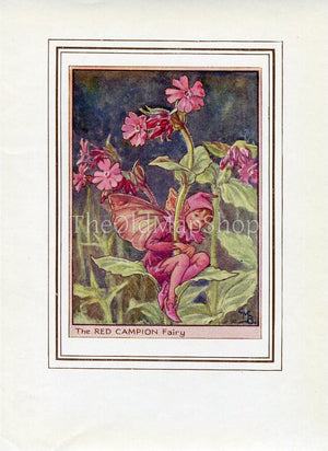 Red Campion Flower Fairy 1950's Vintage Print Cicely Barker Wayside Book Plate W011