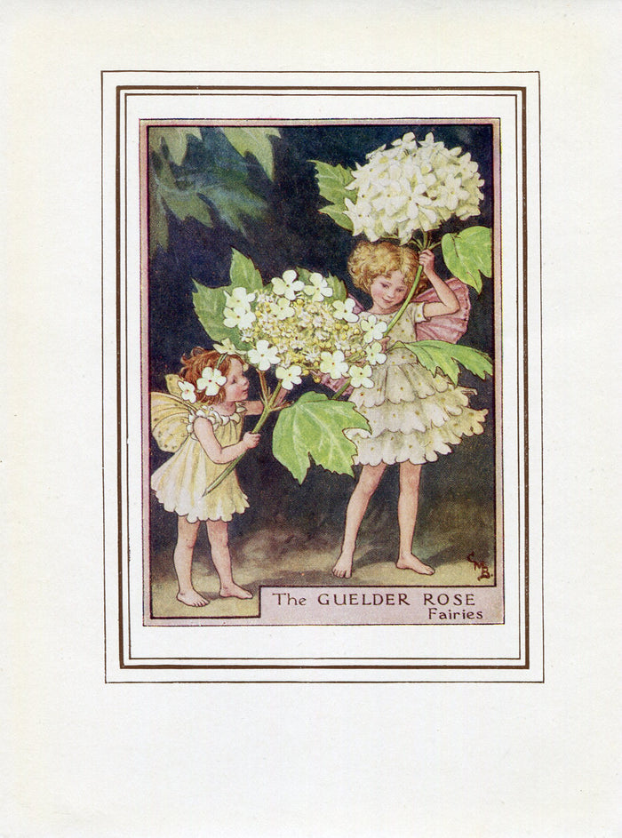 Guelder Rose Flower Fairy 1950's Vintage Print Cicely Barker Trees Book Plate T018